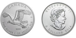 Weißkopfseeadler