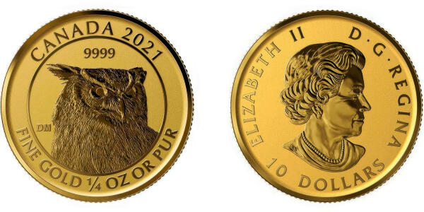 Große gehörnte Eule